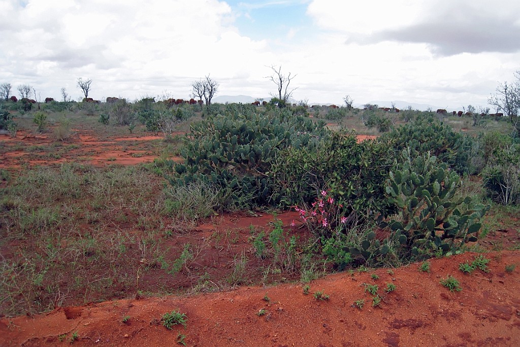 Kenia (468).jpg